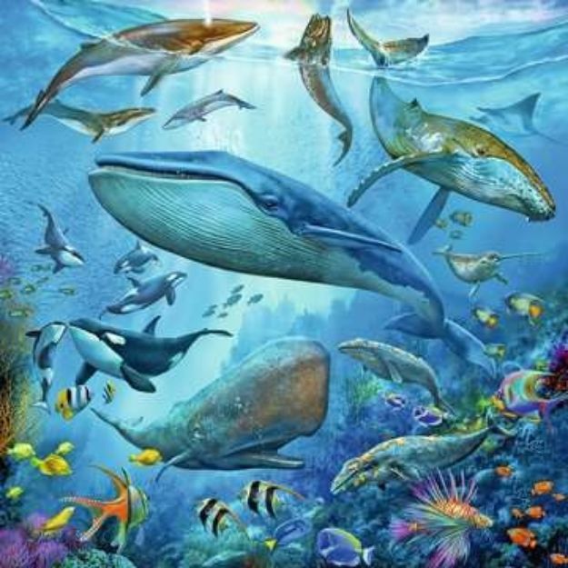 Bild von Puzzle 3x49T Tierwelt des Ozeans - 05149