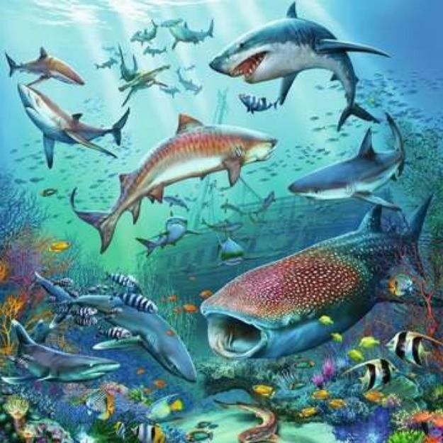 Bild von Puzzle 3x49T Tierwelt des Ozeans - 05149