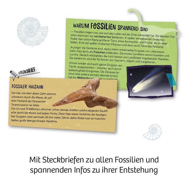 Bild von Kosmos Fossilien - 657918