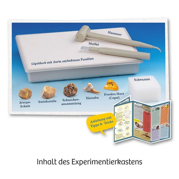 Bild von Kosmos Fossilien - 657918