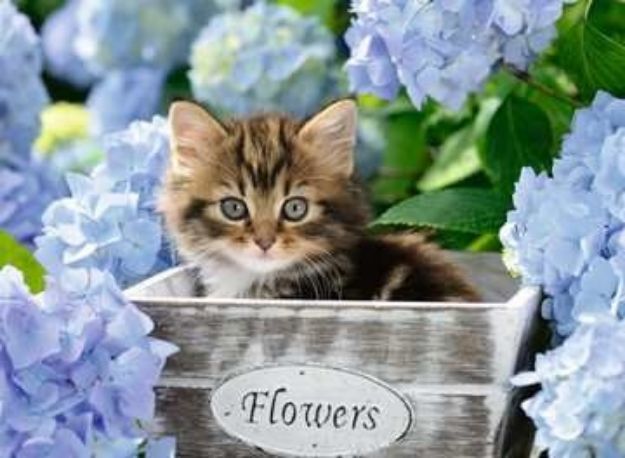 Bild von Ravensburger 12894 Puzzle Kleine Katze 300 Teile