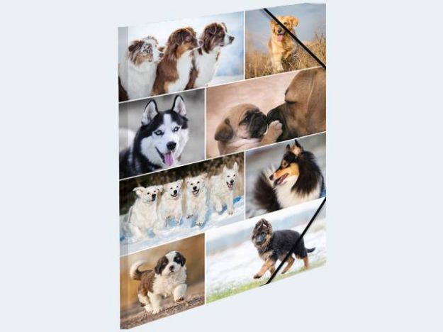 Bild von Sammelmappe A4 Hunde Pappe - 19211