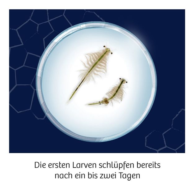Bild von Fun Science Wuselnde Salzkrebse - 654160