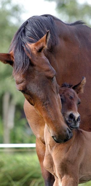 Bild von moses Das Quiz der Pferde und Ponys - 90207