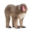 Bild von Schleich WL Japanmakak