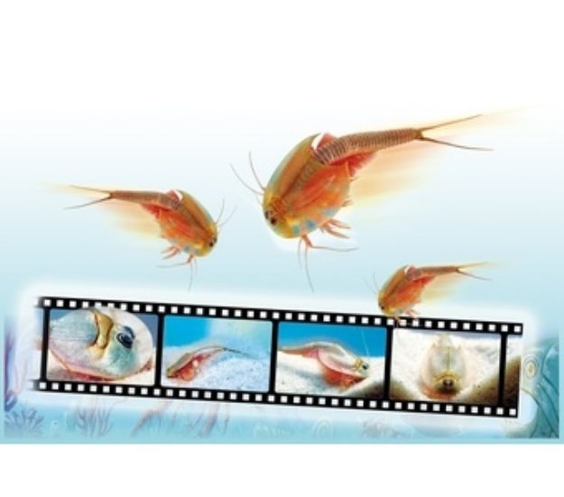 Bild von Clementoni Galileo - Original Triops Nachfüllset - 69935.3