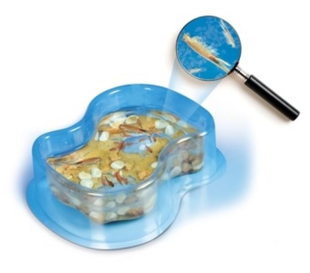 Bild von Clementoni Galileo - Original Salzkrebse - 69937.7